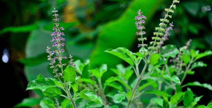 மழைக்காலமும் இயற்கை மருத்துவமும் மருத்துவ பயன்கள் - மழைக்காலமும் இயற்கை மருத்துவமும்