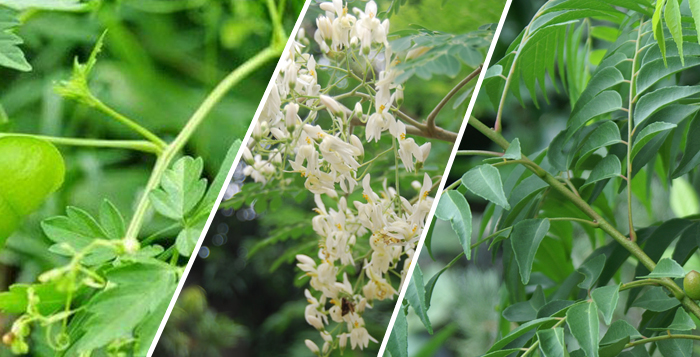 மூலிகை சூப் செய்முறை
