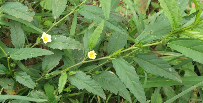 அரிவாள்மனைப் பூண்டு