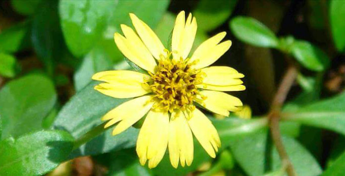மஞ்சள் கரிசலாங்கண்ணித் தைலம்