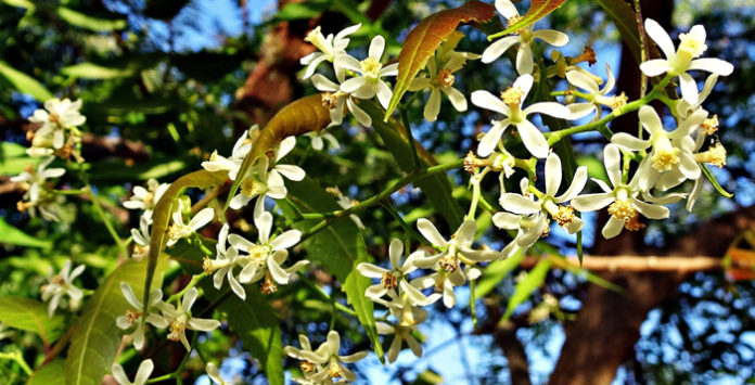 வேப்பம்பூ மருத்துவ பயன்கள்