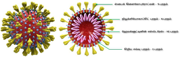 coronavirus - கொரோனா (கோவிட்-19) வைரசும் சித்த மருத்துவமும்